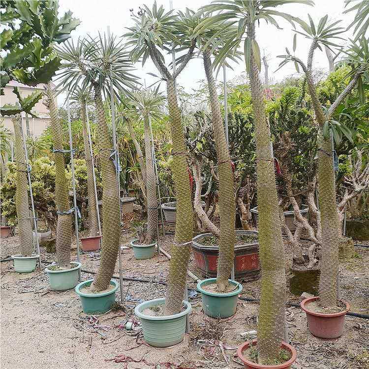 非洲霸王树 热带沙漠植物 棒槌树密刺瓶干树 现代观光园多浆植物