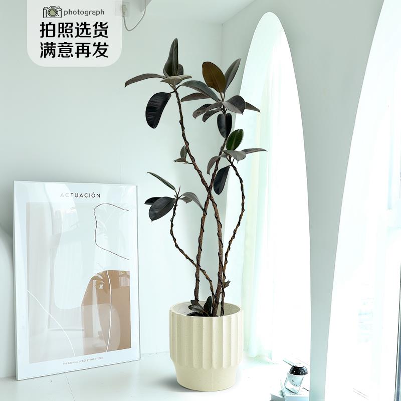 造型黑金刚橡皮树网红绿植室内大型植物高级感客厅盆栽好养活四季