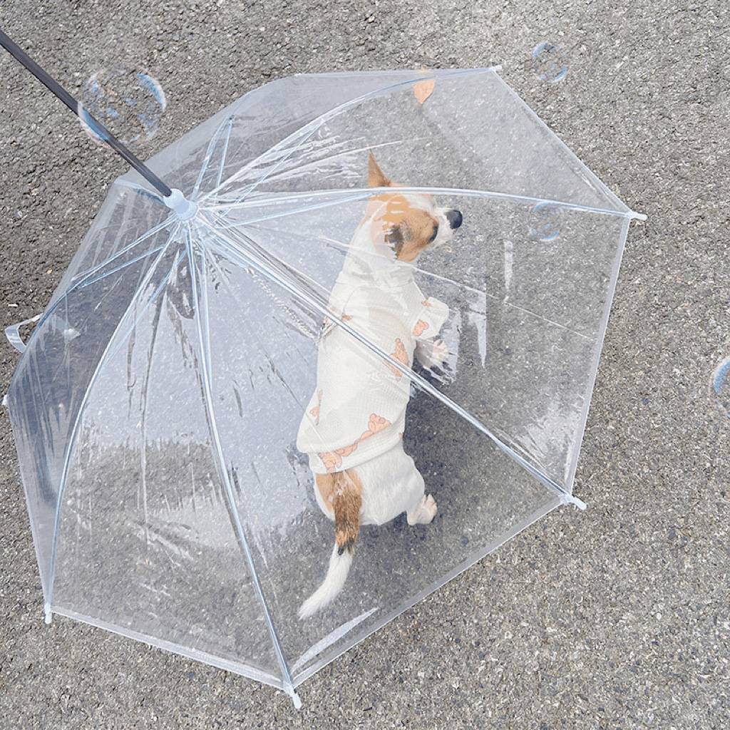 宠物专用透明狗狗雨伞|柯基泰迪