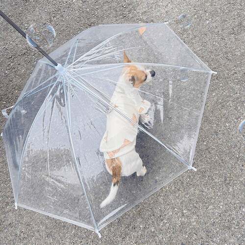 宠物专用透明狗狗雨伞｜柯基泰迪