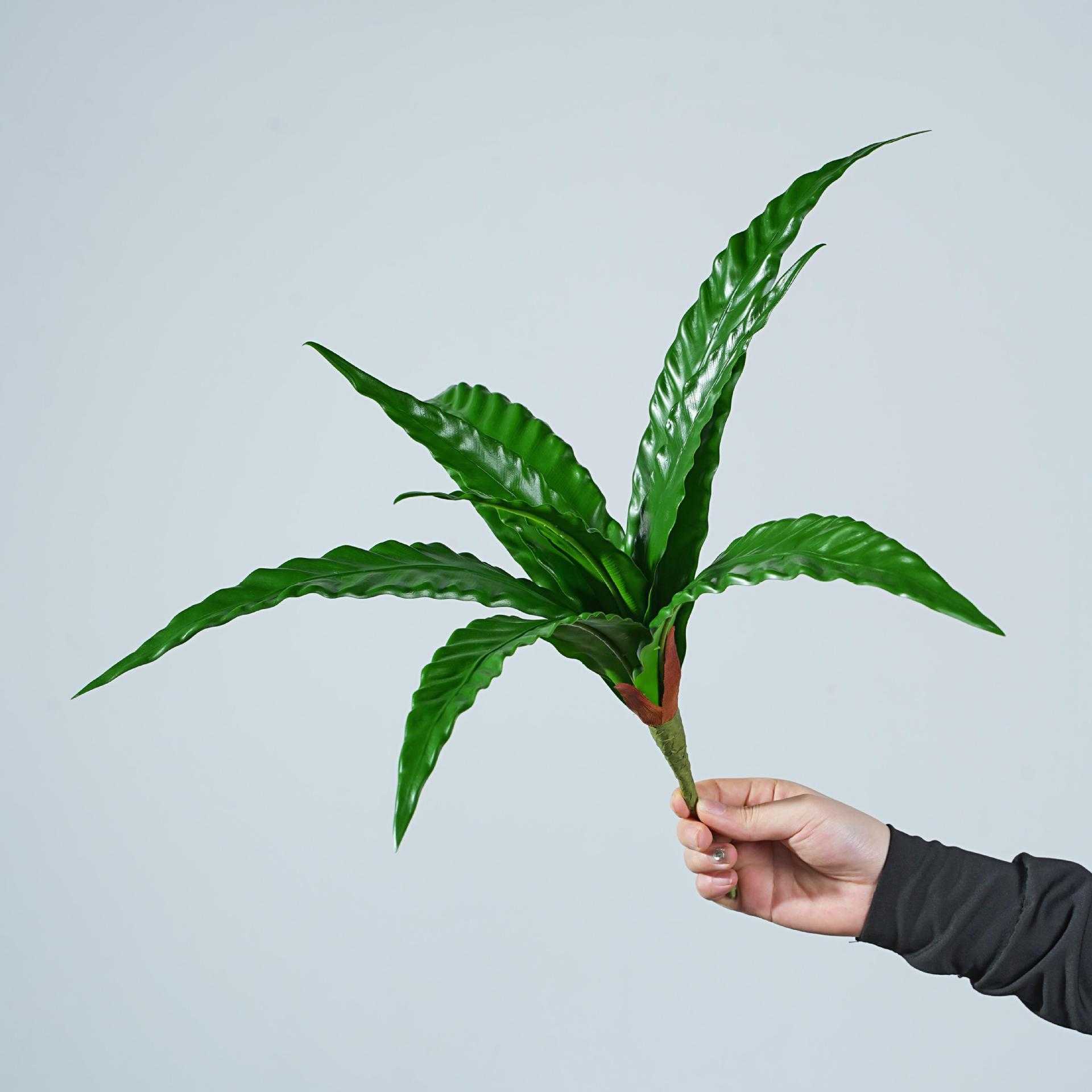 蕨叶鸟巢波斯草锯齿蕨仿真绿植花