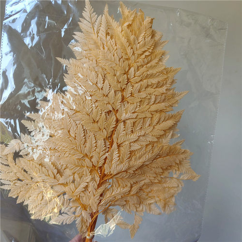 永生花高山羊齿  一包10片价  DIY花材   摆拍道具 树叶 蕨叶