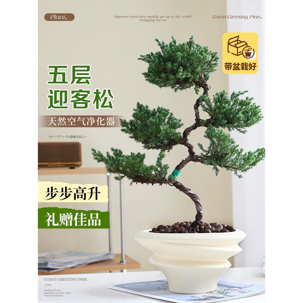 真柏迎客松真树盆景五层塔松客厅花卉盆栽开业送礼室内外四季好养