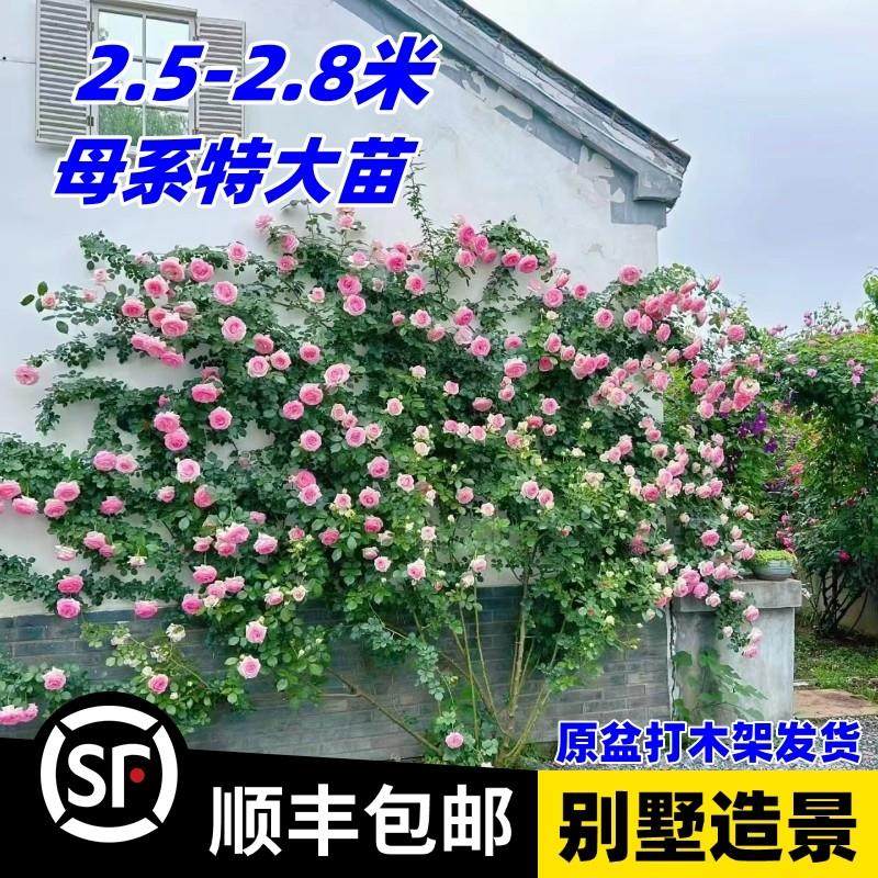 藤本月季特大爬藤蔷薇花苗老桩浓香玫瑰盆栽爬墙植物阳台庭院别墅,鲜花速递/花卉仿真/绿植园艺,月季/蔷薇/玫瑰,淘宝优惠券,粉丝福利购,淘宝优惠卷