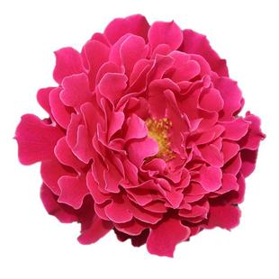 魅力波浪月季 花苗阳台花园浓香四季 花卉盆栽观花绿植褶边开花形式