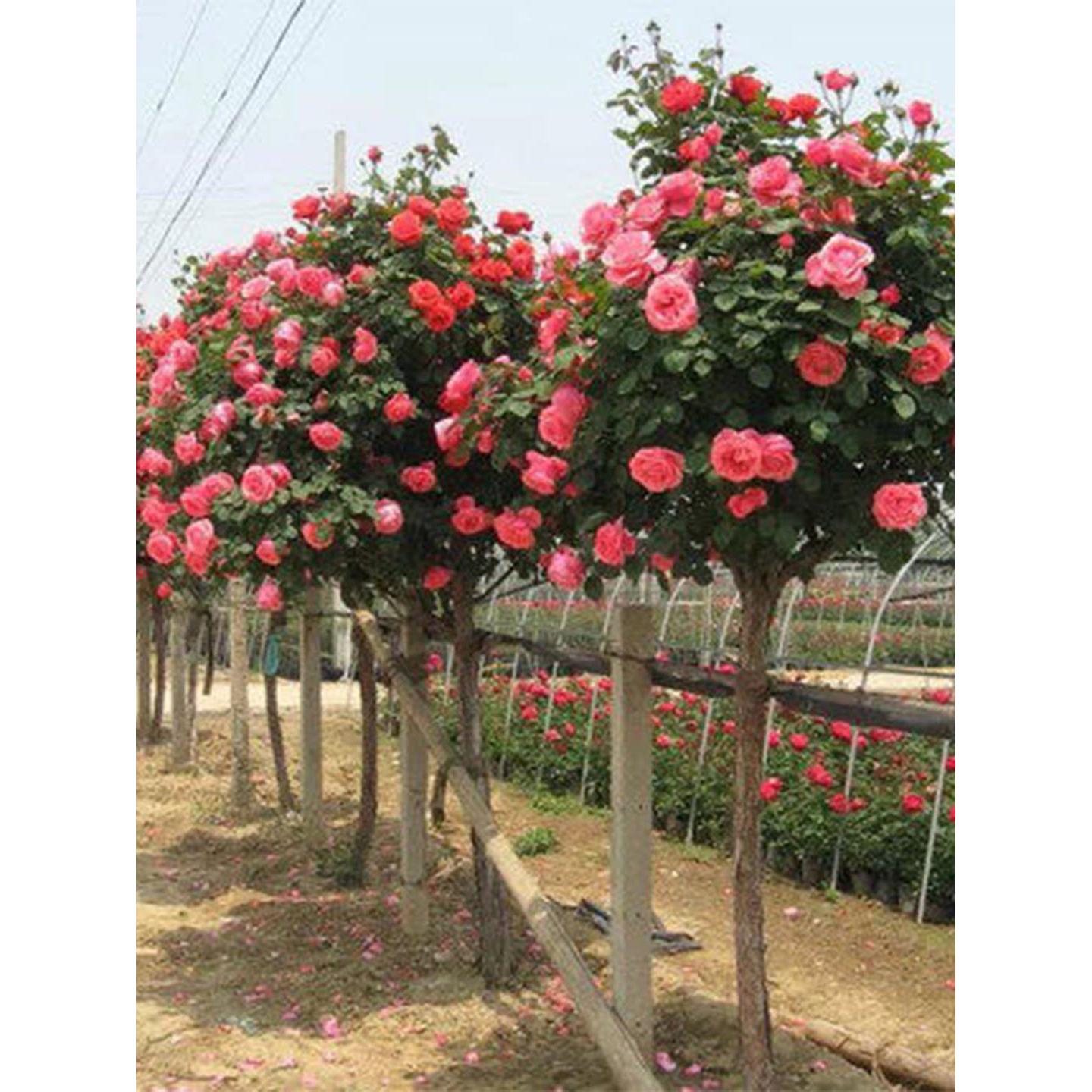 嫁接欧月棒棒糖庭院树状月季花苗大花浓香四季树形盆景别墅植物