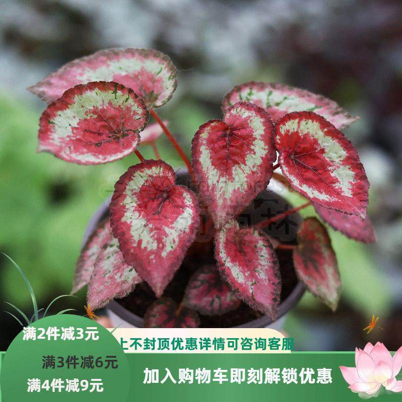 手鼓秋海棠合集双子座开普敦爱丽丝齿瓣邓恩金枫彩虹星点大王网红,鲜花速递/花卉仿真/绿植园艺,秋海棠,淘宝优惠券,粉丝福利购,淘宝优惠卷