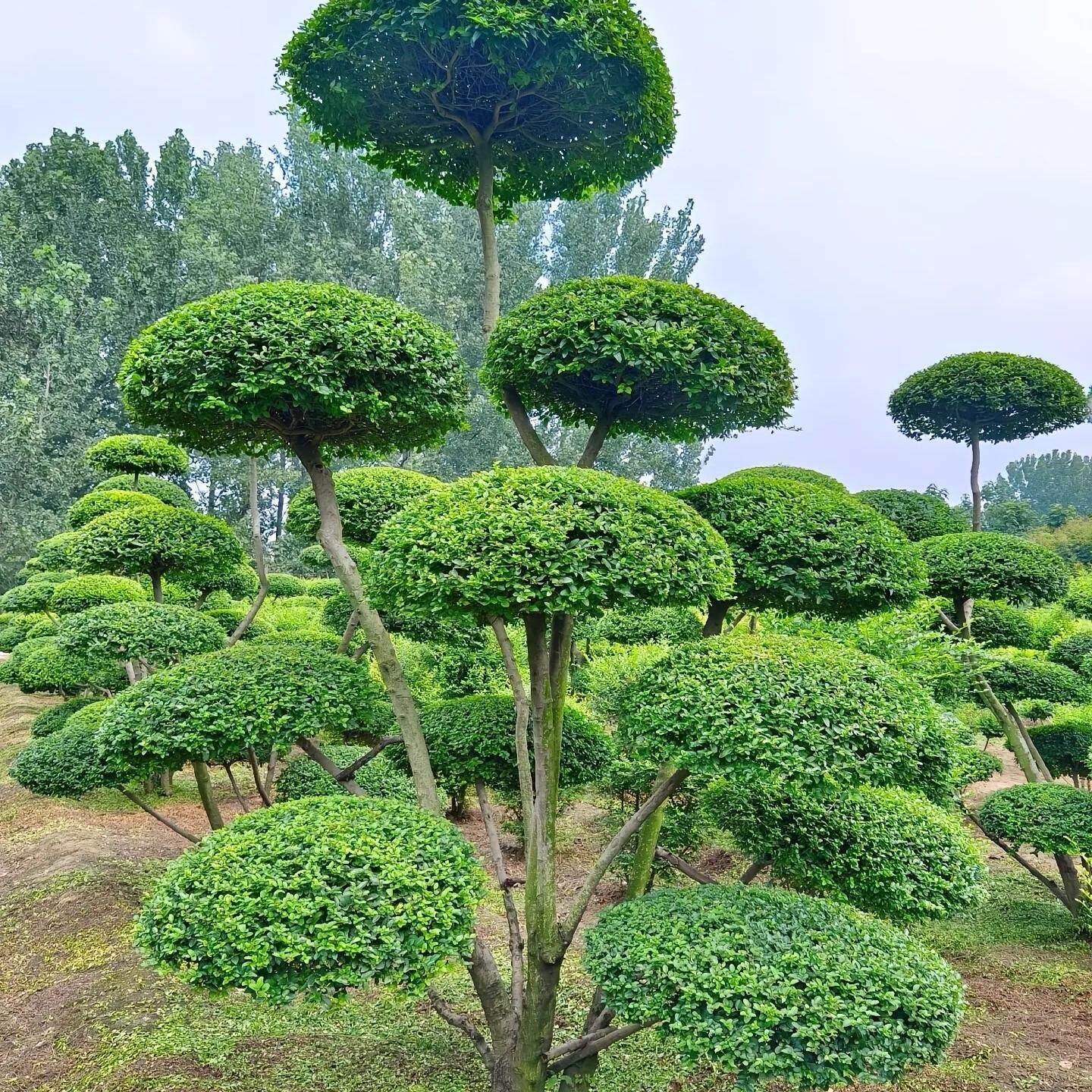 小叶女贞造型树 庭院别墅造型景观 四季常青盆景地栽多头女贞绿植