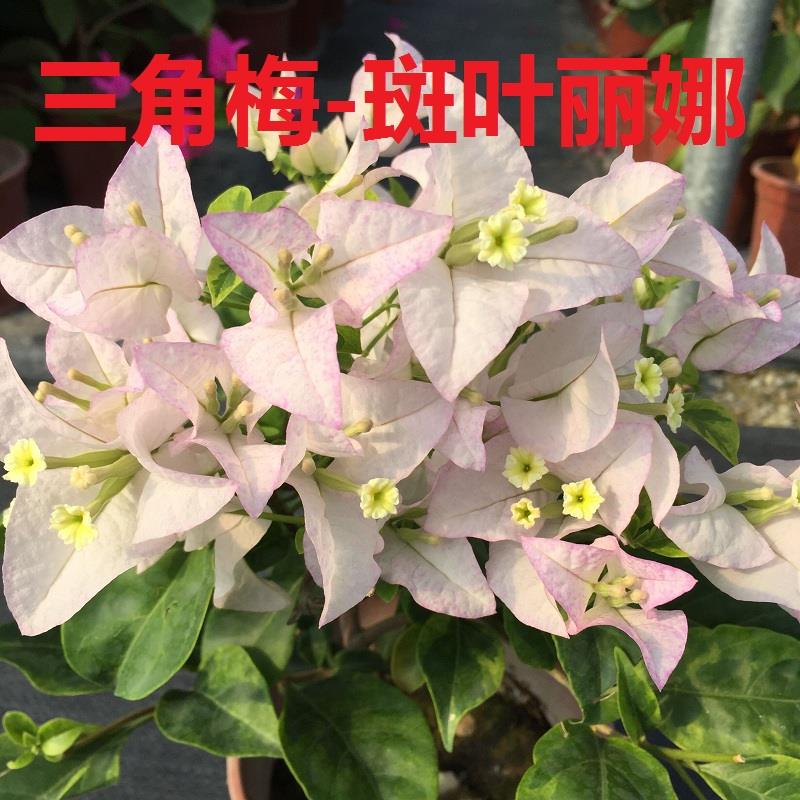 勤花金边斑叶丽娜三角梅爬藤植物盆栽带花盆室内阳台庭院四季花