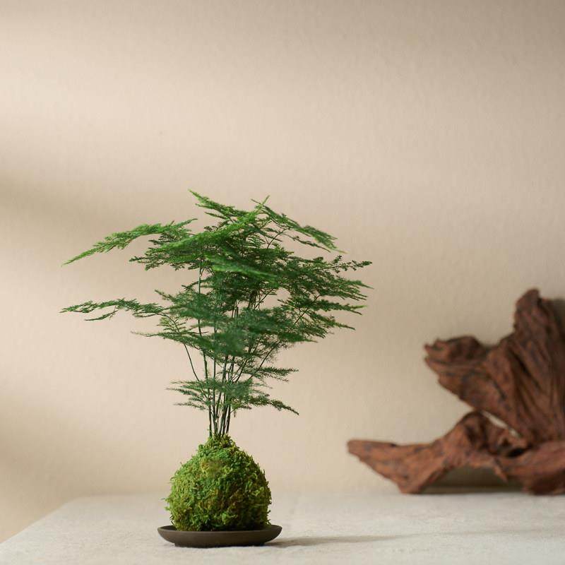 文竹苔藓球净化空气水培易活好养中式办公桌盆景微景观绿植室内,鲜花速递/花卉仿真/绿植园艺,绿植,淘宝优惠券,粉丝福利购,淘宝优惠卷