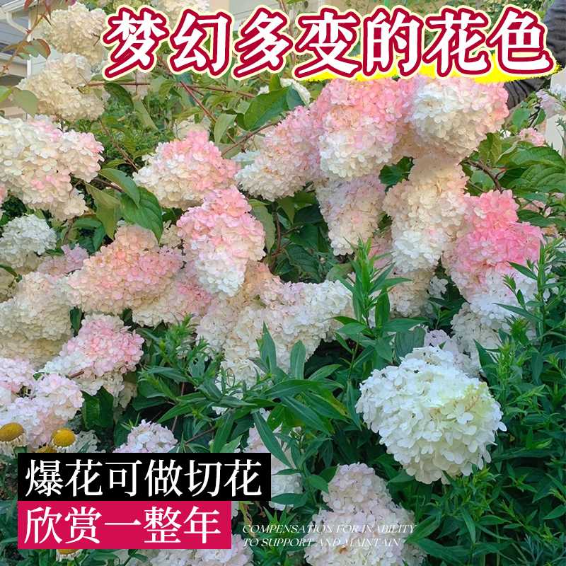 香草草莓圆锥绣球花苗盆栽大花棒棒糖带花苞庭院地栽耐寒花卉新款