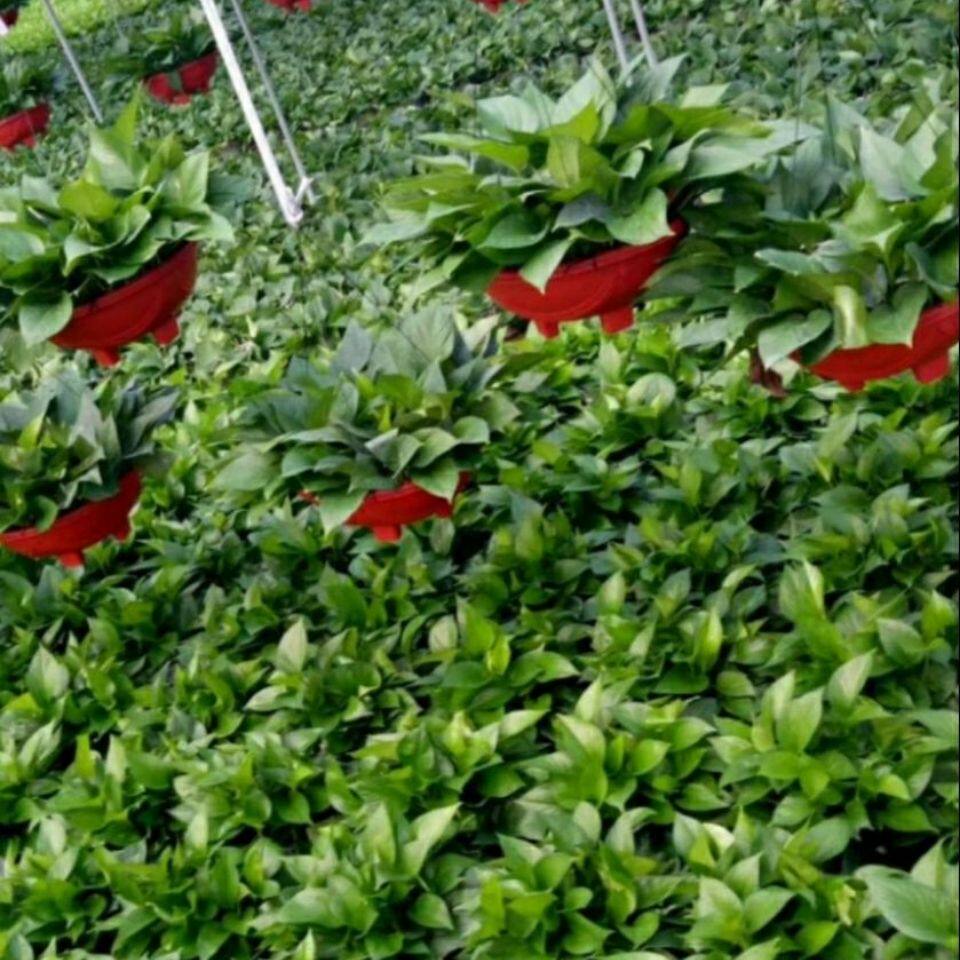 绿萝盆栽室内吸甲醛植物长藤大绿箩土水培养客厅花卉吊兰盆景