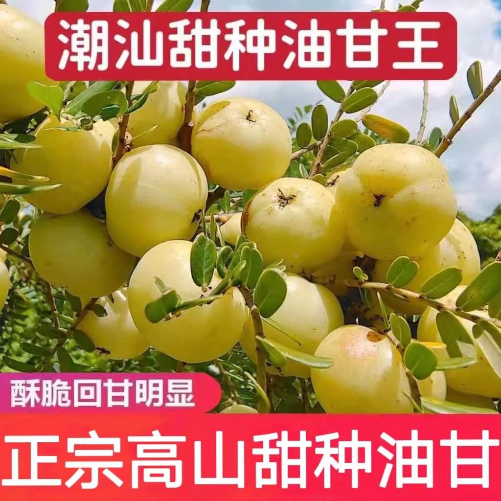 潮汕油柑王新鲜柿饼甜油甘果甜种油甘余甘果孕妇水果丙甜油柑