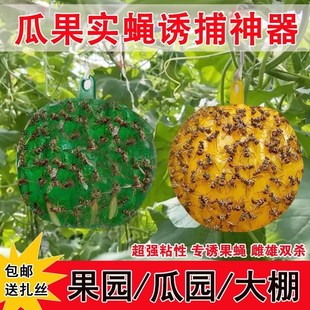 诱蝇球柑橘大实蝇诱捕球瓜果实蝇粘虫球针蜂果蝇诱虫球针蜂引诱剂