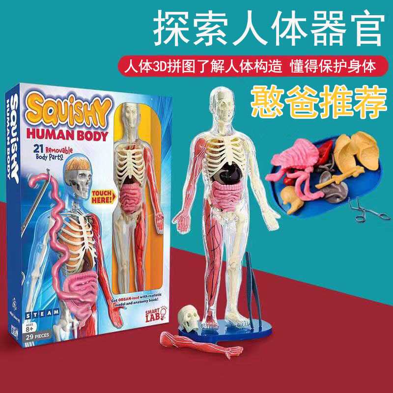 探索人体器官smartlab美国squishy human body教学模型骨骼内脏具