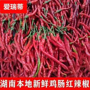 湖南特产鸡肠红辣椒超长薄皮农家自种红辣椒现摘现发