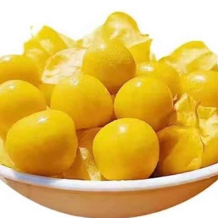 菇娘果特产大菇娘果又名灯笼果洋姑娘香甜可口现摘现发3斤5斤优惠