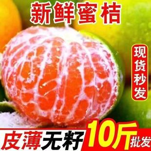现摘青皮蜜桔新鲜橘子宜昌蜜桔孕妇水果酸甜薄皮柑橘早熟桔子