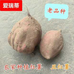 江苏农家自种黄心红薯老品种地瓜番薯粉糯地瓜新鲜现挖黄壤红薯