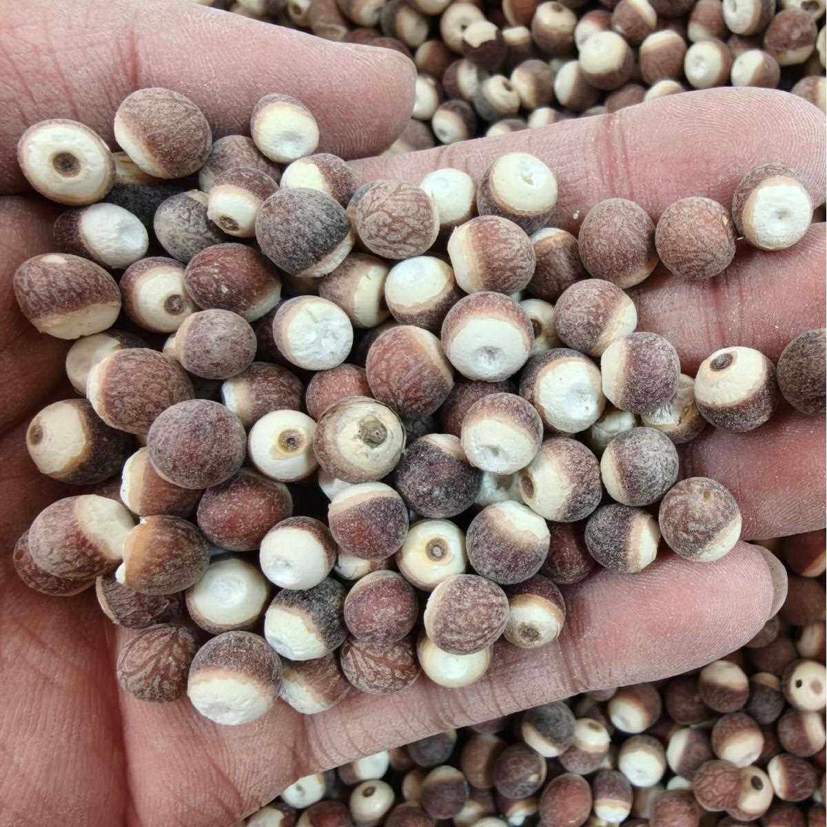 芡实干货1000g整粒10厘肇庆特产欠实农家自产鸡米头搭红豆薏米茯