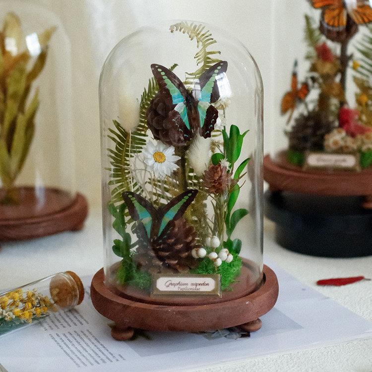 蝴蝶玻璃罩标本植物永生花昆虫摆件微景观送礼高级创意礼物真蝴蝶