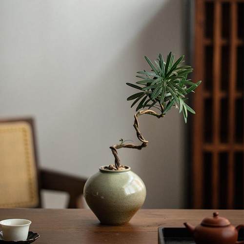 罗汉松造型盆景室内客厅植物茶室窗台易养观叶花卉绿植盆栽去甲醛