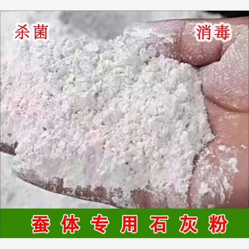 蚕宝宝专用石灰粉小蚕宝实用工具消菌杀毒防潮养蚕病脱皮清理卫生图片