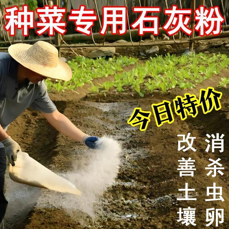 农用生石灰粉种菜专用白