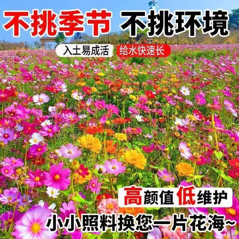 野花组合，家庭庭院花园小院路边美观绿化专用，抗旱耐寒易养好活