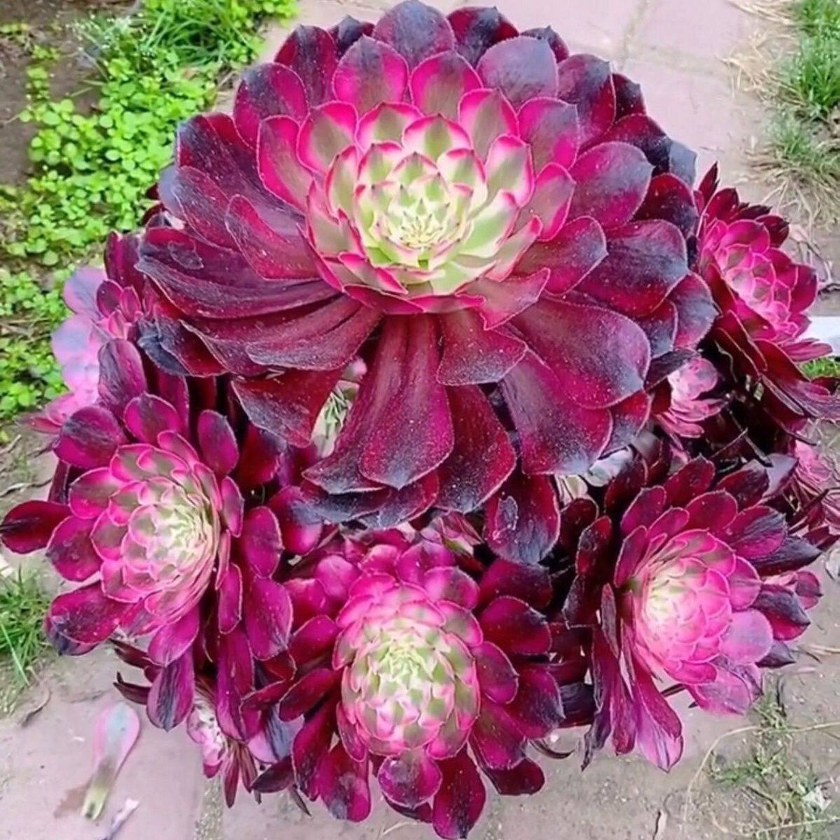 多肉植物红胭脂红腹轮美杜莎粉女巫老桩法师大颗特价清仓基地直发,鲜花速递/花卉仿真/绿植园艺,多肉植物,淘宝优惠券,粉丝福利购,淘宝优惠卷