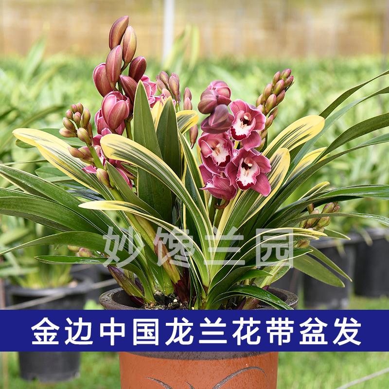 金边中国龙兰花桌面花杂交兰室内花卉绿植红花基地直发年宵花喜庆