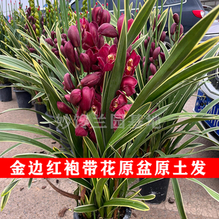 云南大花蕙兰金边大红袍高端名贵年宵花室内外客厅阳台原盆原土
