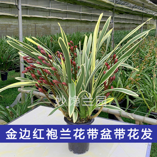 金边红袍带花苞客厅美观鲜花植物花卉基地直发兰花年宵花卉蕙兰