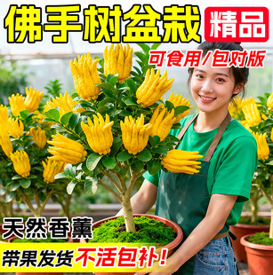 佛手树盆栽金华老桩带果水培清香佛手柑食用鲜果观赏摆件精品绿植
