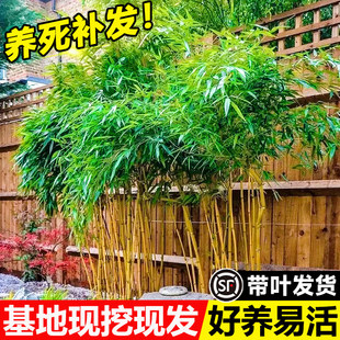 庭院黄金竹耐寒竹子苗四季常青室外植物丛生慈孝竹罗汉竹南北可种