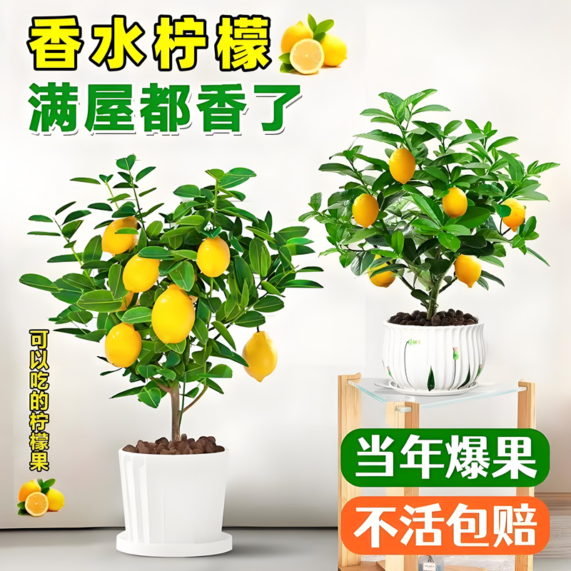 正宗台湾香水柠檬树树苗盆栽四季客厅绿植阳台室外带果柠檬苗树苗