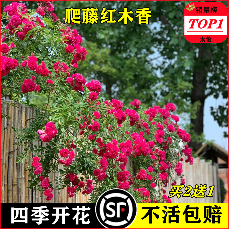 太伦木香花苗2送一当年开花图片