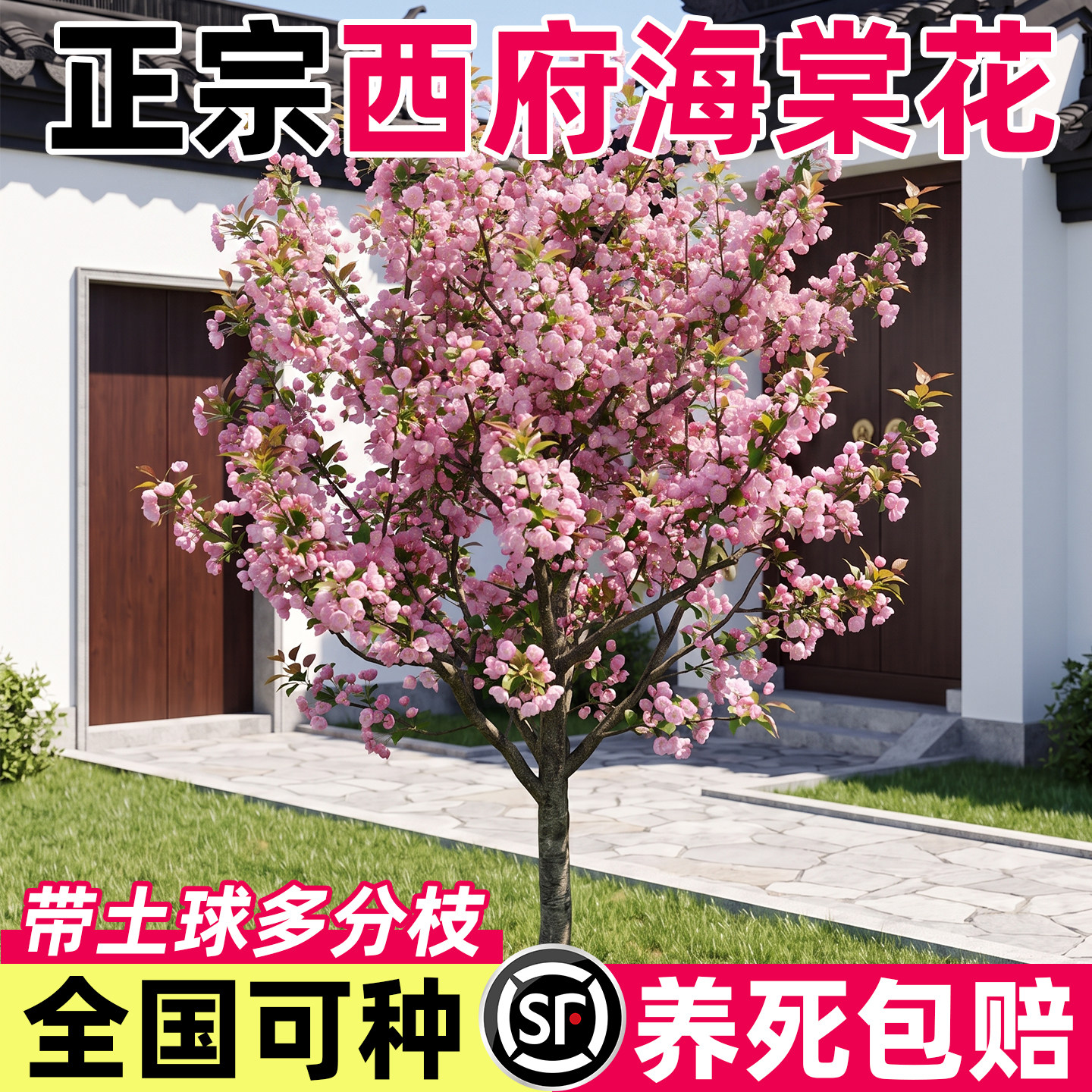 西府海棠高杆大苗四季开耐寒图片