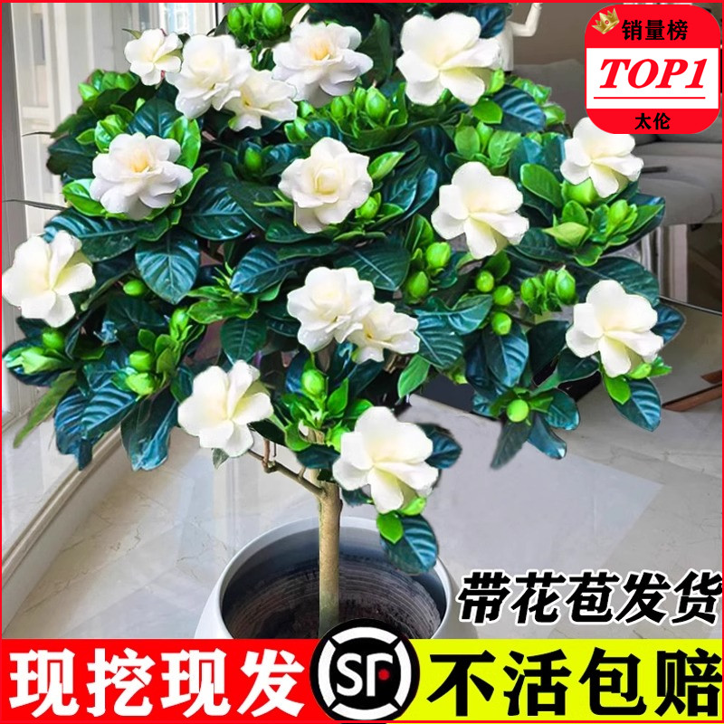 独杆棒棒糖栀子花盆栽带花苞大叶老桩栀枝树苗牡丹四季多花卉植物,鲜花速递/花卉仿真/绿植园艺,时令草本花卉,淘宝优惠券,粉丝福利购,淘宝优惠卷