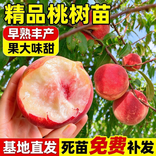 桃树果苗新品种嫁接苗黄桃冬毛桃