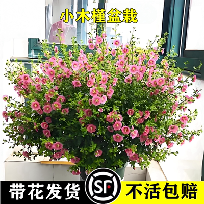 太伦盆栽木槿开花机器阳台庭院