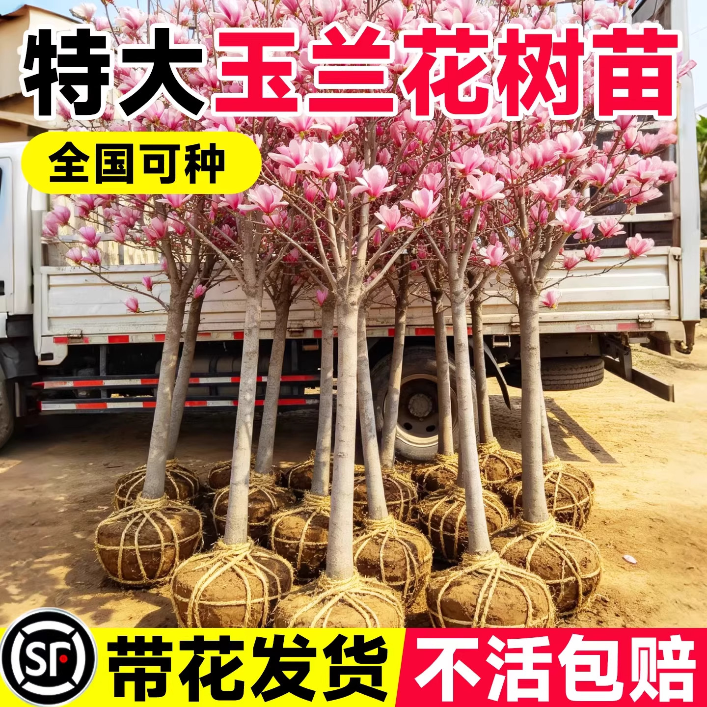 玉兰树苗带苞白紫木笔室外庭院图片