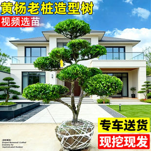 黄杨造型树罗汉松黑松小叶女贞老桩盆景庭院别墅小区绿化造型树苗