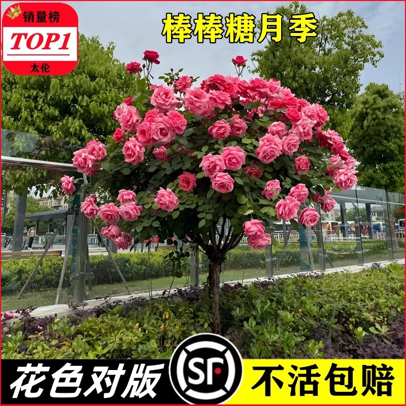 棒棒糖树桩月季花苗特大花朵花卉植物庭院四季花卉玫瑰花树状月季