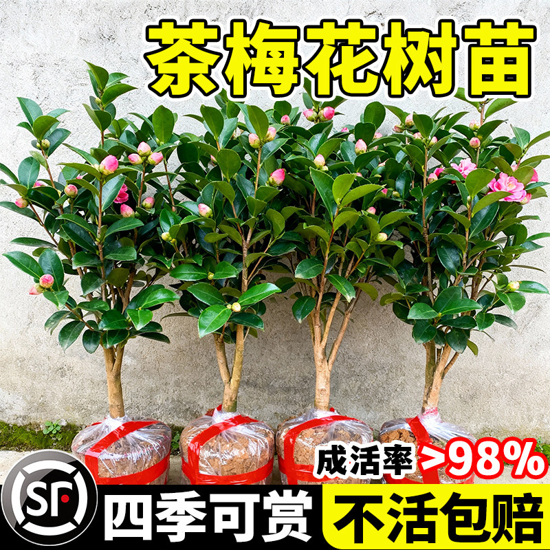 茶梅花树苗四季常青苗茶花庭院别墅园林地栽工程绿化耐寒耐阴盆栽