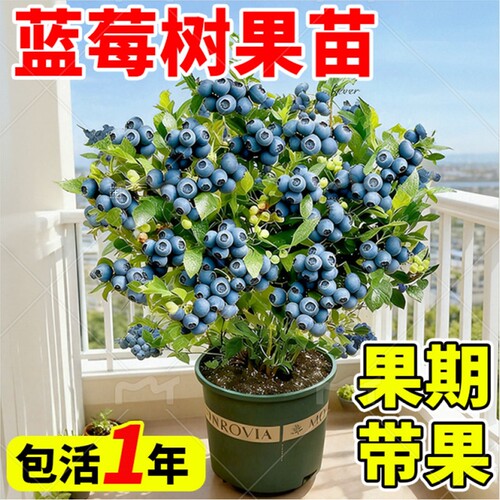 薄雾兔眼大果阳台盆栽蓝莓苗