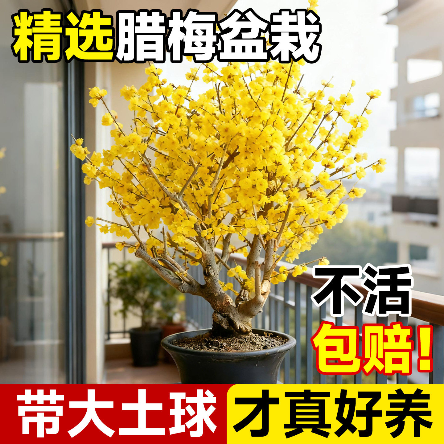 北方冬季室外耐寒腊梅盆栽带苞图片