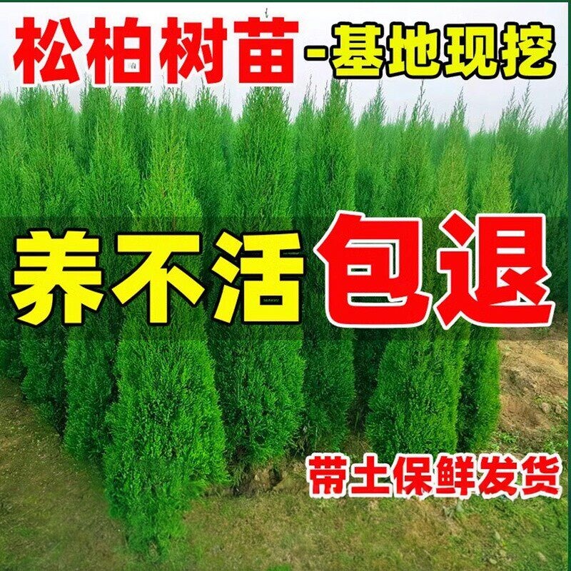 墓前绿化耐寒易活四季常青柏树图片