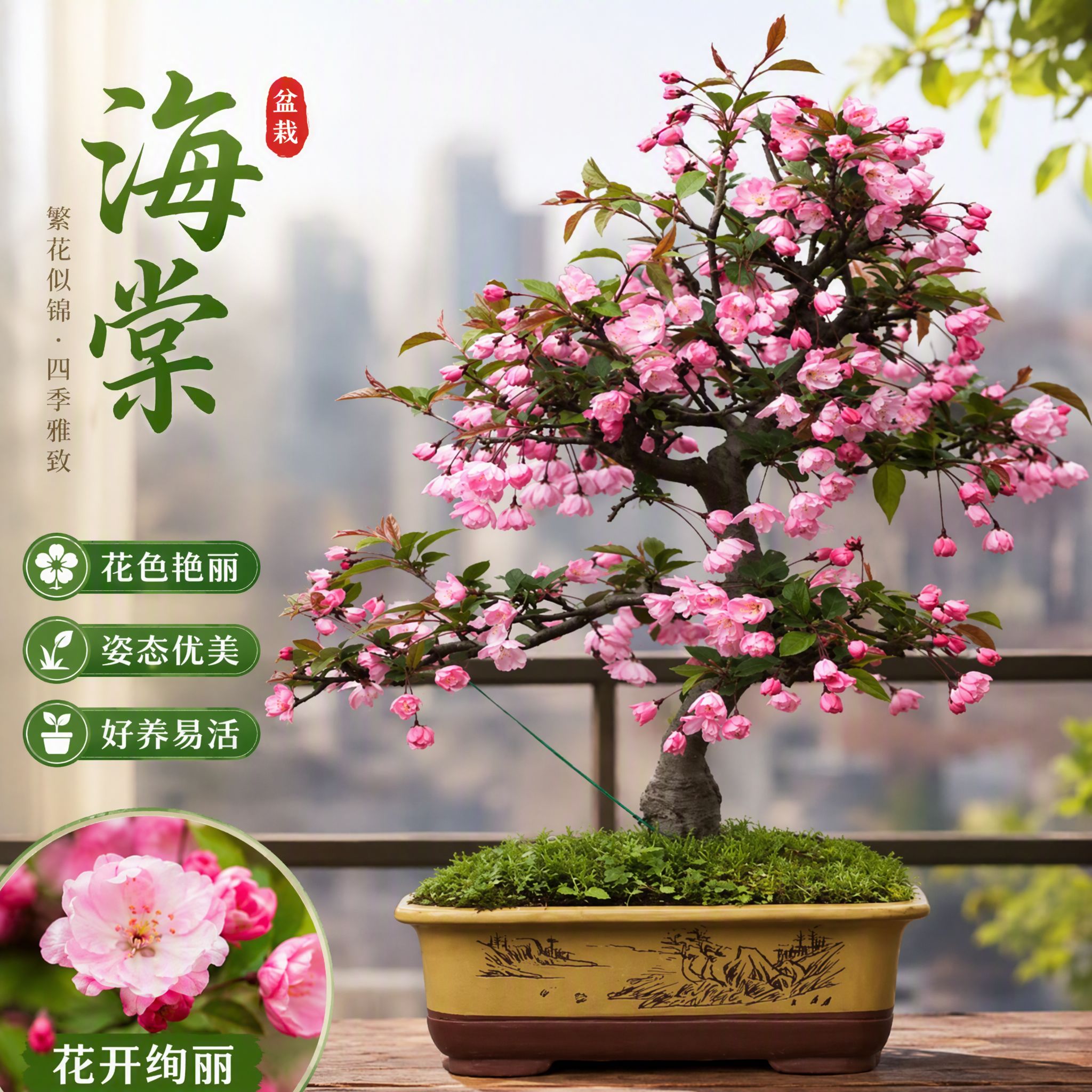 太伦精品盆栽海棠垂丝海棠阳台