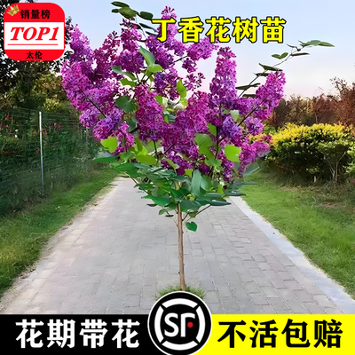 太伦丁香花树灌木阳台庭院多季节